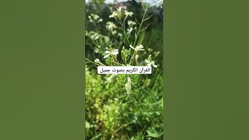 القرآن الكريم بصوت جميل #duet #القران_الكريم #اكسبلور #دويتو #المصحف #تيك_توك