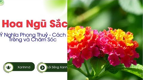 Hoa Ngũ Sắc: Ý Nghĩa Phong Thuỷ - Cách Trồng  và Chăm Sóc