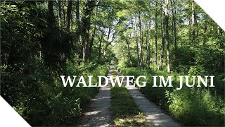 Waldspaziergang Waldweg ∷ Vogelstimmen Insekten summen ∷ Waldgeräusche ∷ Natur ASMR