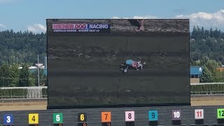 'Anderson Pooper' steals the show