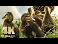 Chicks ducklings baby birds baby ducks  nature relaxation