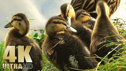 Anak Ayam, Anak Bebek, Anak Burung, Anak Bebek - Video Relaksasi Alam