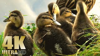 Chicks, Ducklings, Baby Birds, Baby Ducks - Nature Relaxation Video