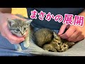 子猫保護10日目：まさかの2匹目保護