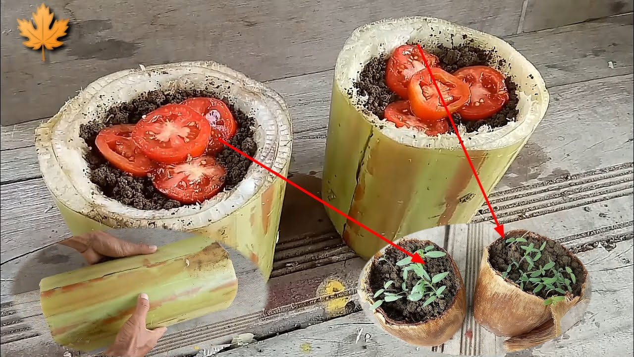 Amazing Growing Tomatoes at Home From Fresh Fruits in Banana Stems