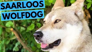 Saarloos Wolfdog  TOP 10 Interesting Facts