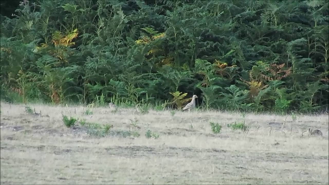 Stone Curlew at Minsmere RSPB 