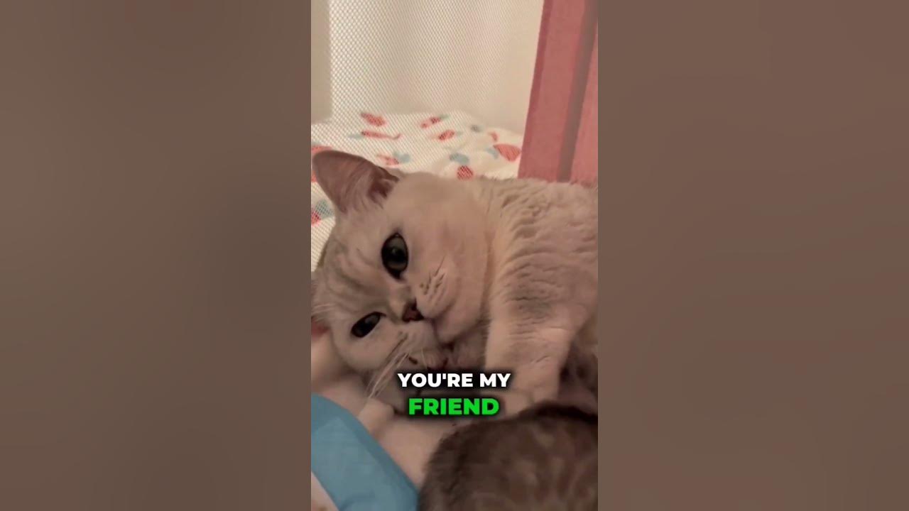 why-do-cats-head-bump-you-youtube