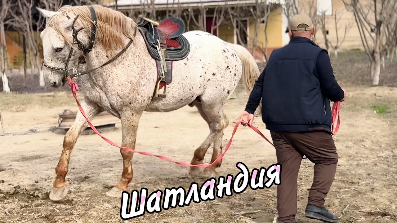 SHATLANDIYA OT SOTUVGA CHIQDI AKALAR. 