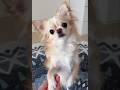 【召喚!!レナ♡/流行りやってみた】#チワワ #chihuahua #可愛い #shorts #チワワちゃん #癒し #cutedog #fyp #foryou