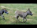 Buddy-boss of the donkey farm