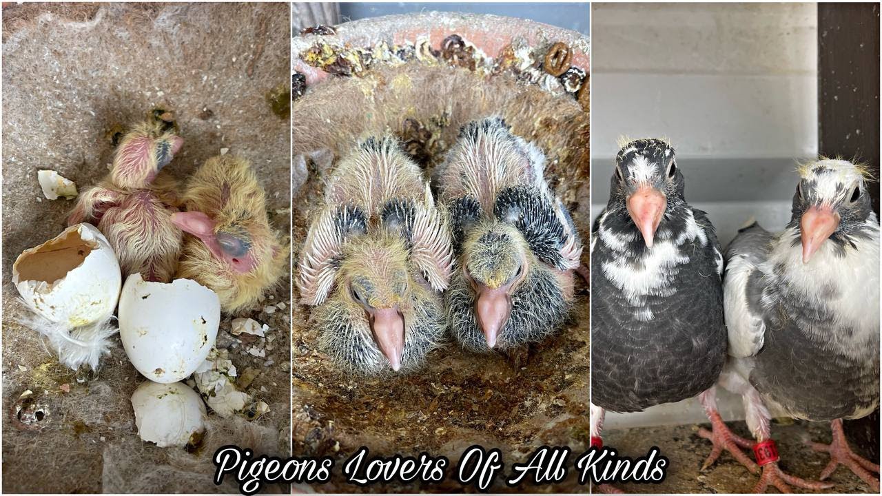 Etapas de crecimiento de la paloma