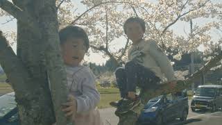 一般社団法人 福のもと お花見Sakura hanami