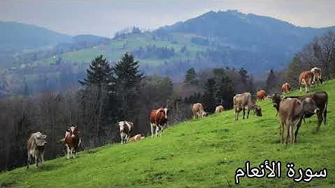 سورة الأنعام بصوت القارئ يوسف نوح أحمد برواية هشام عن ابن عامر