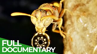 Wild City | Episode 5: Secret World | Free Documentary Nature