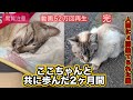 【人間に4回捨てられた猫】完〜ここちゃんの物語〜完