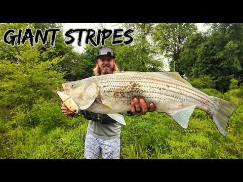 Fishing A Tennessee Creek For Striped Bass