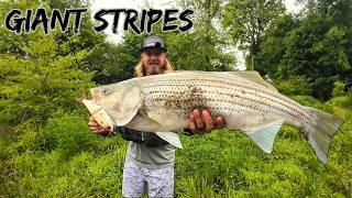 Fishing A Tennessee Creek For Striped Bass