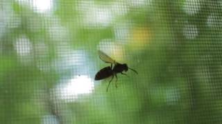 Wasp Stuck in window screen Information