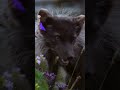 Le renard polaire du jardin extraordinaire #rtbf #shorts #archive