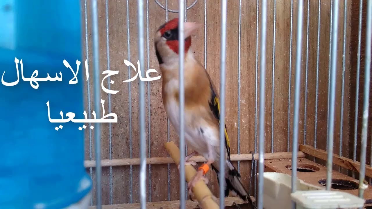 علاج الاسهال عند الطيور طبيعيا و استعادة التوازن لفضلاتها