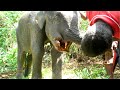 Starving Baby elephant suffering with injured mouth gets treated by guardians of the wildlife