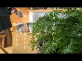 小さな家のくらし｜お家が好きな理由/食卓を彩る新しい器たち/のんびり過ごす日