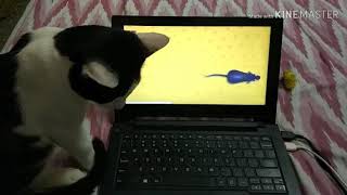 When A Cat Named Samosa Met Some Naughty Digital Mice