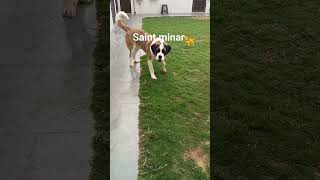 Saint minar Dog  Dog care #dog#viral #care #saintminar #saint #shorts #youtubeshorts