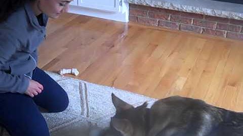 Clicker Training - push ball with nose