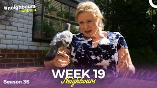 WEEK 19 | Episodes 8356-8360 | Neighbours 2020 (Season 36)