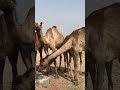 Interesting facts about Camels probably you didn