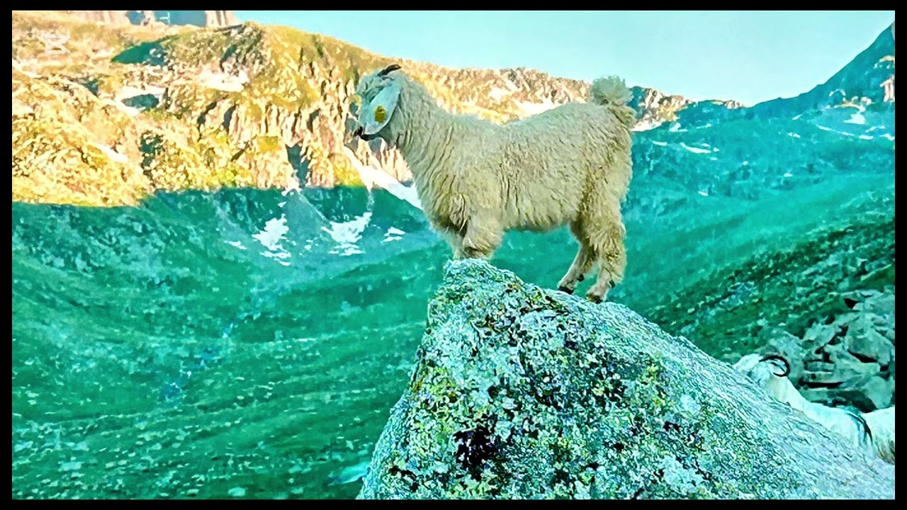 @doganin @karadeniz @senolpolat24 @TurgutBayraktarBelgeselleri 