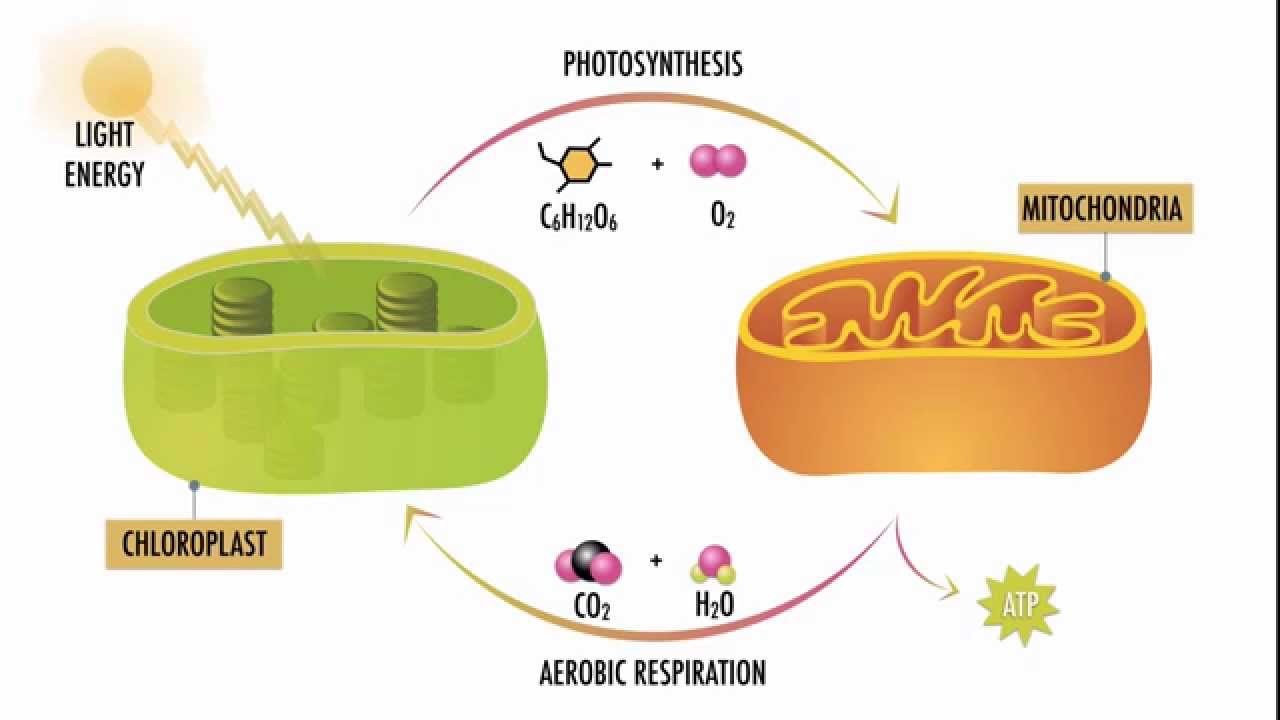 Photosynthesis And Respiration Youtube