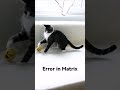 Endless Loop #cats #kitten #kittens #shorts #loop