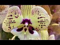 Океан орхидей в Оби. Викторио, Африканский закат, Фенси,  Скроппино, Ванды, цимбы ..