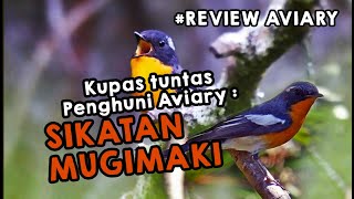 SIKATAN MUGIMAKI, Si burung MIGRASI Jodohan hutan ini akankah mau berkembang biak Di Aviary ?