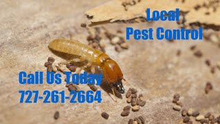 pest exterminator high point FL - Exterminator Emergency Domestic Termite Control