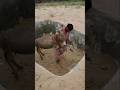 سقط الحمار في حفرة وتم سحبه وكيفية إنقاذه بشكل جميل 