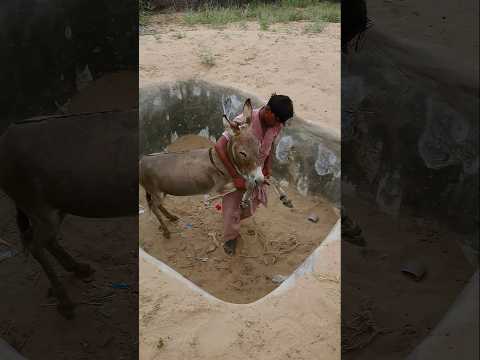 سقط الحمار في حفرة وتم سحبه وكيفية إنقاذه بشكل جميل 