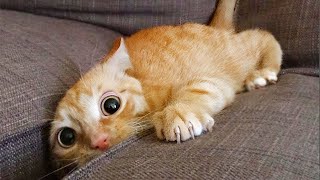 Funniest Animals 2024  New Funny Cats and Dogs Videos
