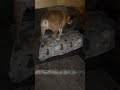 He moves SO gracefully & carefully for a BIG dog! #doglover #dog #cute #cutedog #shorts #short #pets