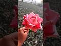 How to make Rose from pepar |Flowers making with pepar | 🌷 #shorts #paperart