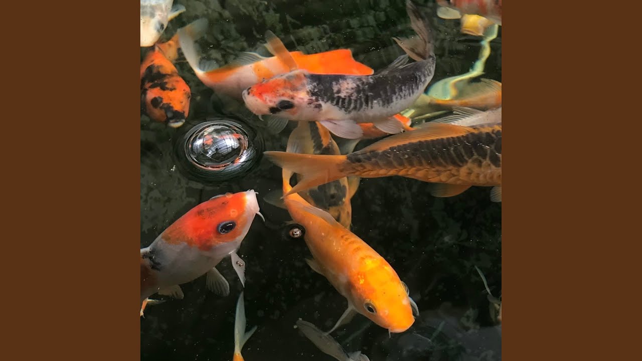 Watch fish pond on YouTube Watch fish pond on YouTube