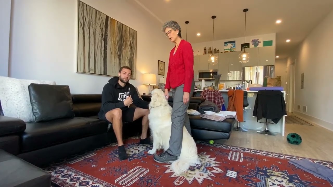 low Stress eye drop application   large breed dog