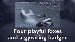 Four playful foxes and a gyrating badger