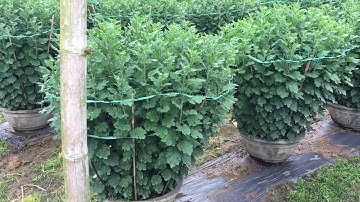 Sỉ lẻ hoa cúc Pha Lê Tết 2021 (5/12 Al) An Khê Gia Lai