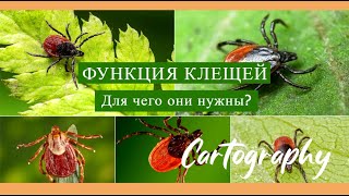 Функция клещей. Для чего они нужны?