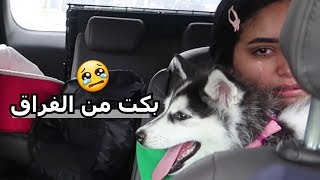 ردة فعلهم في وداع الكلب (صدمة) ردة فعلهم في وداع الكلب (صدمة)