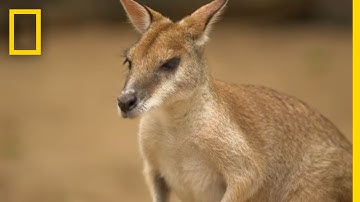 The Kangaroo is the World's Largest Hopping Animal | National Geographic